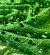 Трикотаж  вязка-ажур зеленый